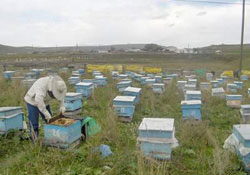 Arı sokan vatandaş kurtarılamadı