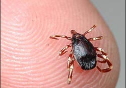 Ünye de kene ısırma vakası