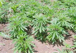 Fatsa'da mısır tarlasına kenevir operasyonu