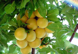 Ordu'dan doğuya erik -gönüllülük projesi