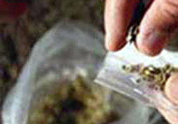 Bulancak'ta 1,5 kilo esrar yakalandı