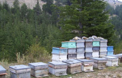 Ordu' da kovanlar numaralandırılıyor