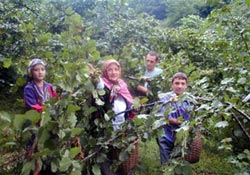Ordu'da fındık toplama fiyatı belirlendi