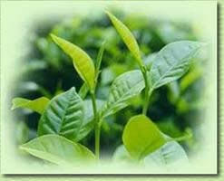 Yeşil çay kalp dostu çıktı