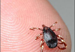 Kenenin son kurbanı 6 yaşında