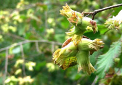 Yasağa rağmen fındık dikimi devam ediyor