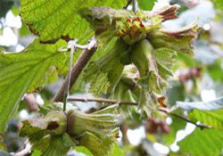 Fındık diken ülkeler artıyor