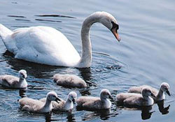 Kuğular açlıktan telef oldu