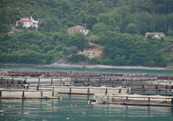 Perşembe'de balıkçılıkta verim artırıyor