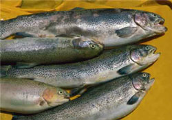 Su ürünleri üretiminde artış