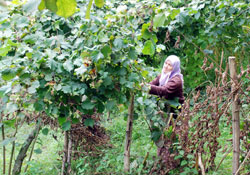 Ordulu Fındık hasatına başladı