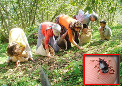 Fındık toplarken kenelere dikkat!