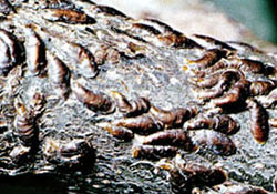 Fındık Üreticilerine bit uyarısı