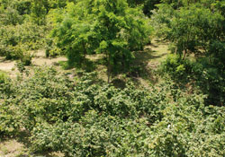 Fındık gençleştirme formülü