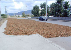 Şehir merkezinde fındık serme yasağı
