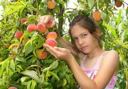 Şeftali böbrek taşlarını eritiyor