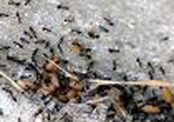 KARINCALARI ÖLDÜRMEK İSTERKEN, KENDİNİ YAKTI