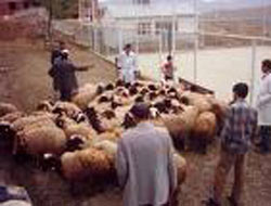 Koyun otlatma kavgası;1 ölü