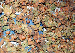 Fındıkta randıman ve yağlık tartışması