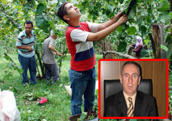 Fındığı serbest piyasaya bırakmak felaket olur