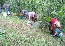 Fındığın yere döküleni makbul
