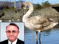 Misafir kuğular Ordulu oldu