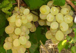 Üzüm çekirdeği kanser tedavisinde kullanılıyor