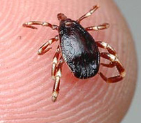 Kene virüsüne karşı yeni umut