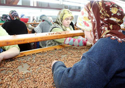 Samsun fındık ihracatında artış