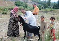 Fındık işçilerinin hayvanlarına sağlık kontrolü