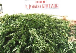Ünye'de büyük kenevir operasyonu
