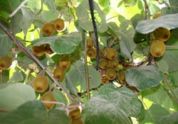 Potasyumlu gübre kivide verimi artırıyor