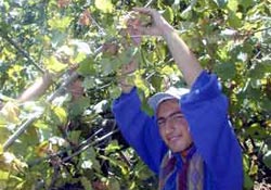 Gürcistanlı kaçak fındık işçileri yakalandı