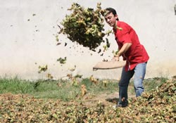 Gözler açıklanacak fındık fiyatında