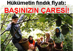 Hükümet fındık fiyatını açıkladı!