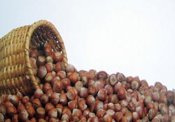 Fındık tanıtım grubundan fındık uyarıları