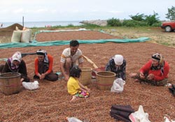 Valilikten Başbakanlığa fındık raporu