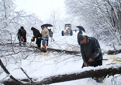 Kardan ağaçlar yola devrildi