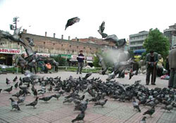 Aç kalan kuşları vatandaş yemliyor