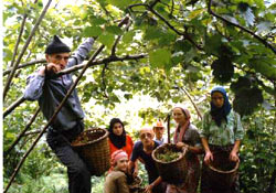 "Fındık Mektubu"na eleştiri