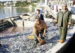 Hamsi avlamaya sınırlama getirildi