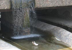 Sıcak hava sadece insanları bunaltmıyor