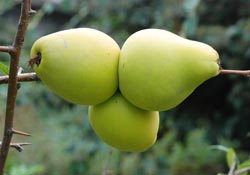 Cinsi elma, görüntüsü ayva