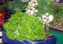 Karadeniz bitkileri büyümeyi hızlandırıyor