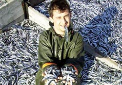 Hamsi kayboldu fiyatı ikiye katlandı