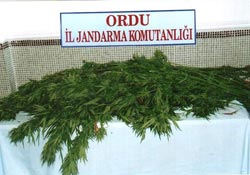 Ulubey'de kenevir operasyonu