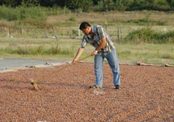 Havaalanı fındık harmanı oldu