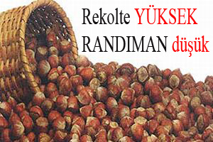 Rekolte yüksek ama randıman düşük