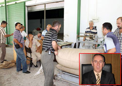 Fındık tüccara gidiyor