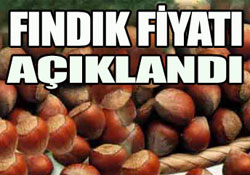 Fındık 4 lira !